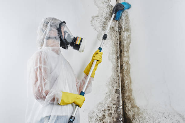 Attic Mold Removal in Atkinson, NE