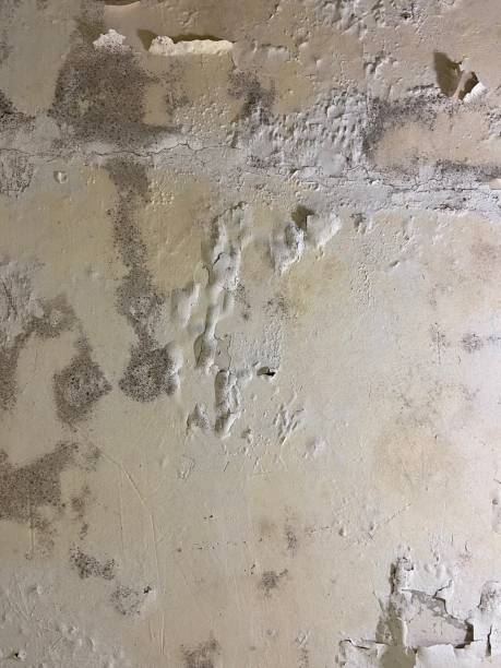 Best Commercial Mold Removal  in Atkinson, NE